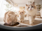 LUNSO presents - LunsoFeeder™  5L Smart Camera Feeder